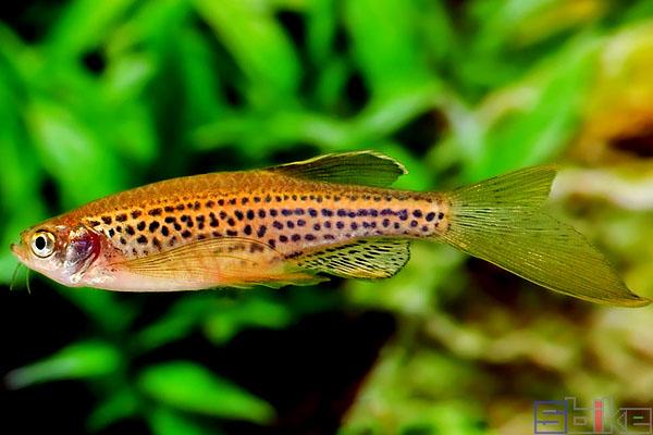 小型观赏鱼豹纹斑马鱼