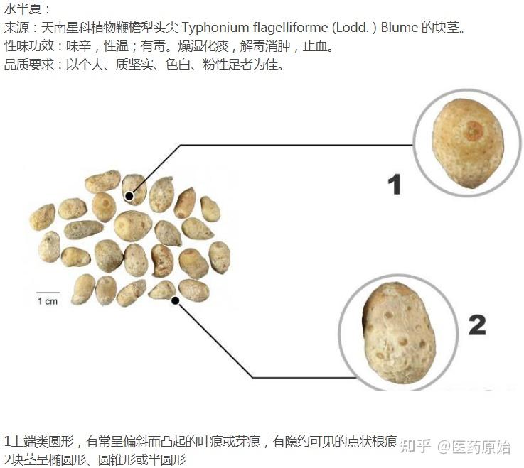 生半夏毒性图片