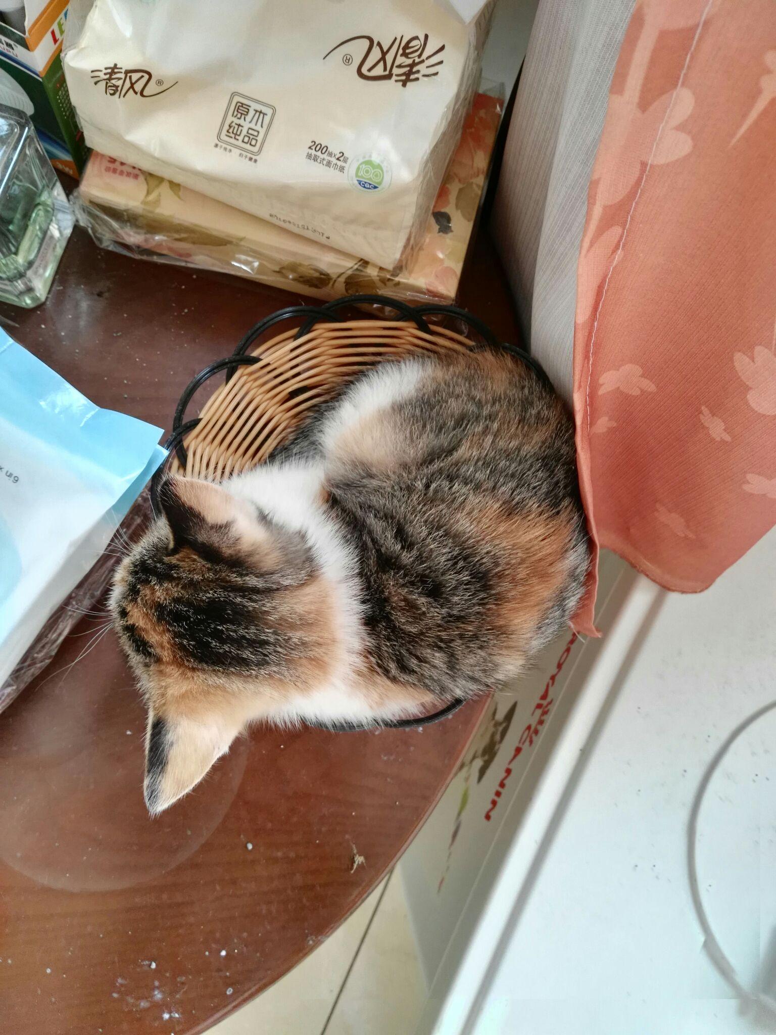 养田园猫就这么被人看不起吗?