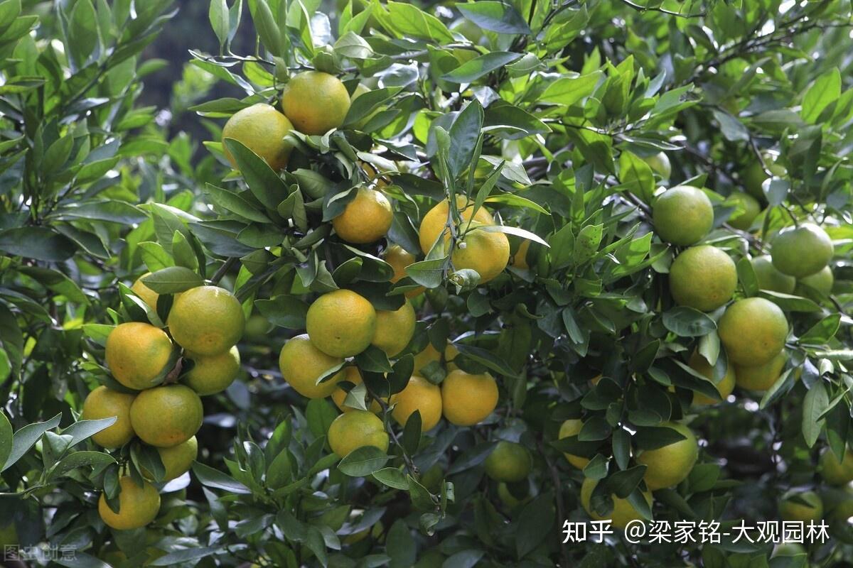 你了解园林中的柑橘吗? - 知乎