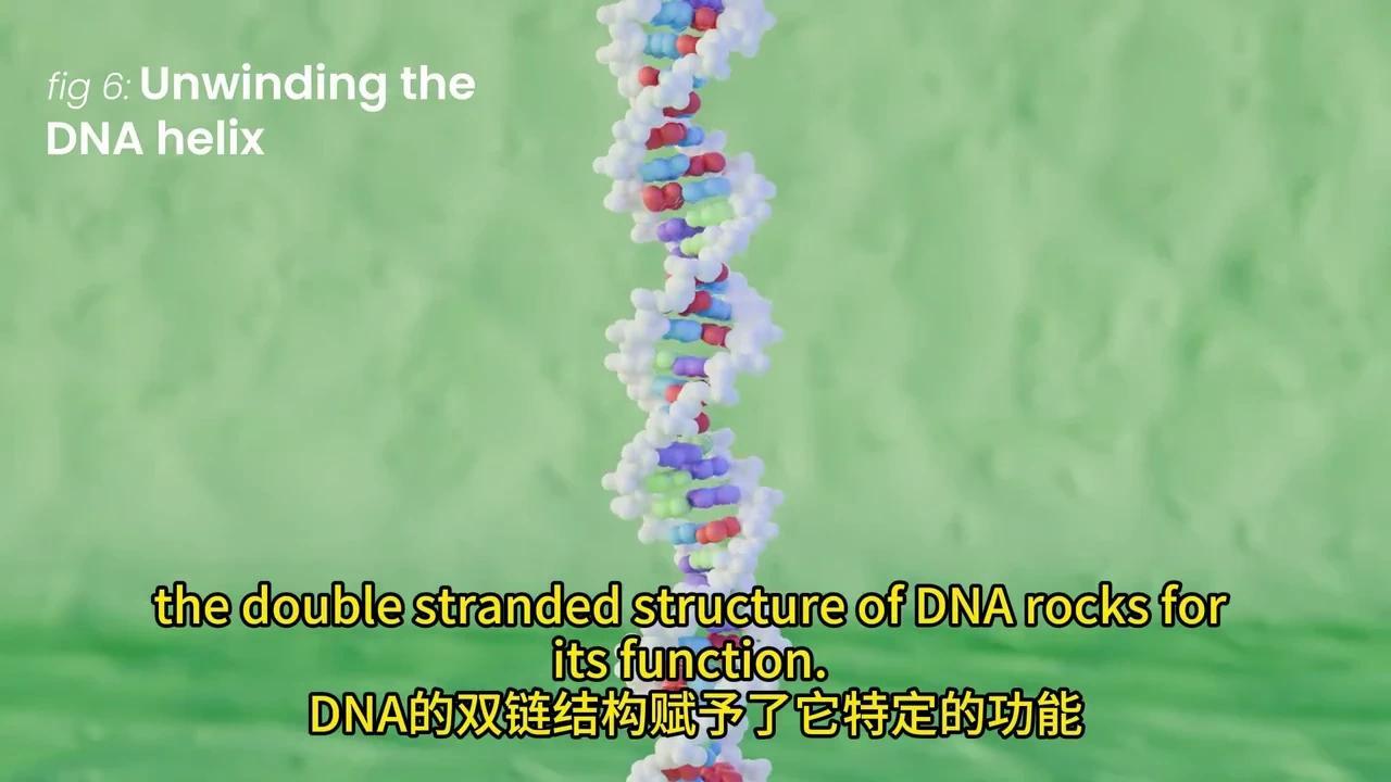 彻底解密DNA转录与mRNA剪接:动画揭秘生物学奥秘 - 知乎