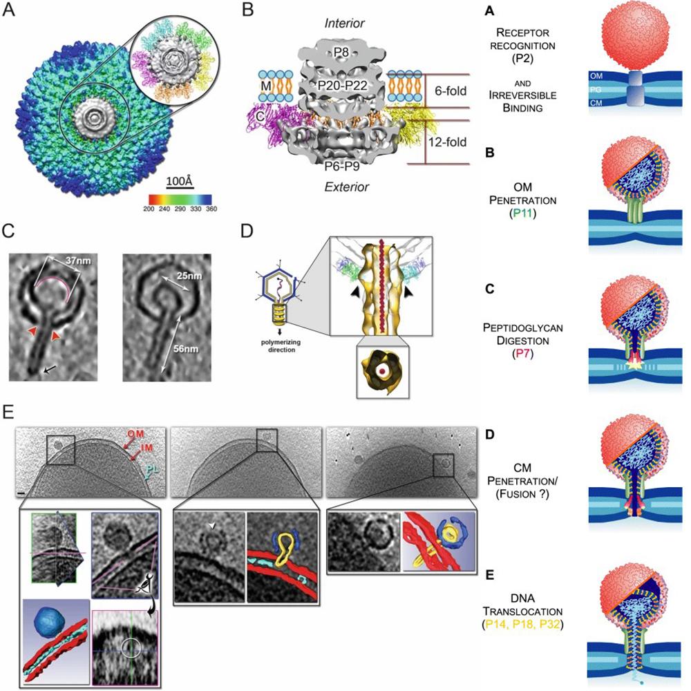 噬菌体的主要种类 - 中:其他dna噬菌体