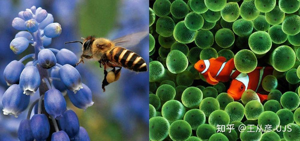 生物之间的共生及其基本类型 - 知乎