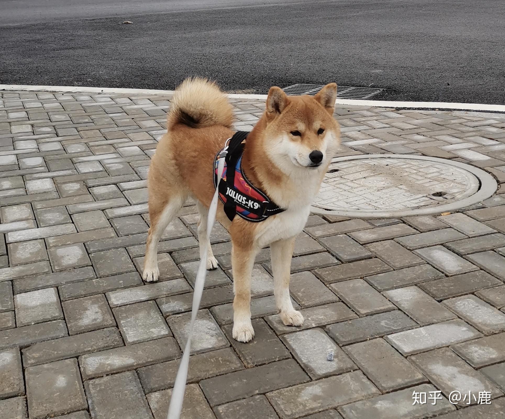 柴犬,五个月了,长这样正常吗?