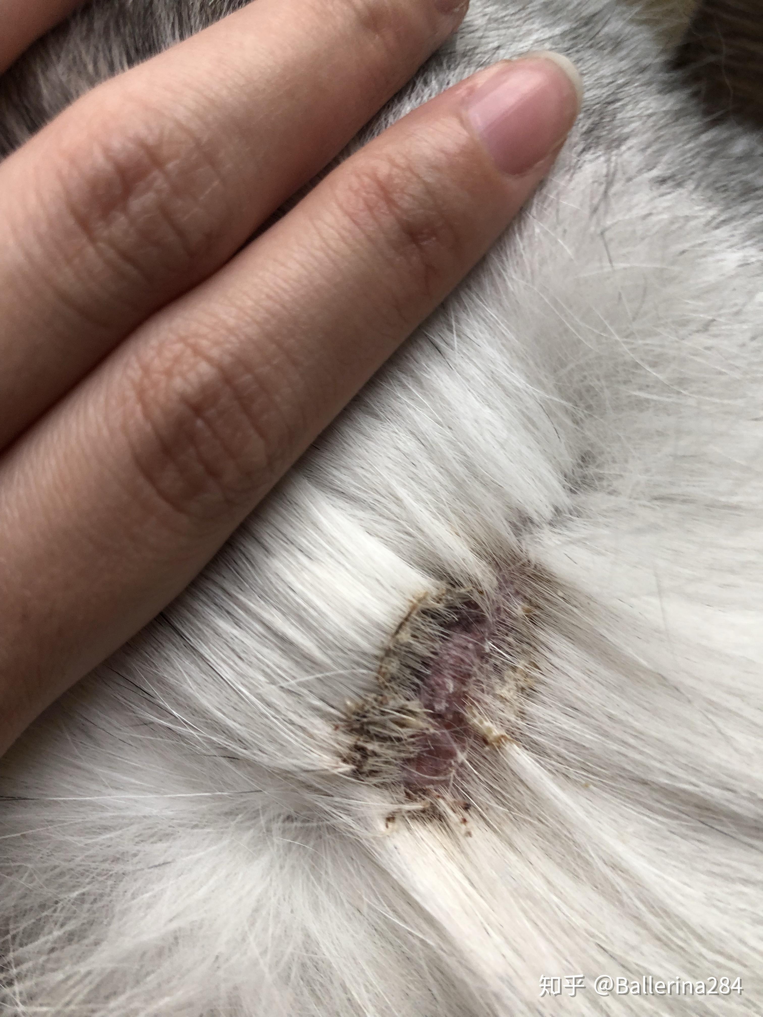 家猫应该肠胃不好营养吸收不好抵抗力差,喂点pfk皮肤康复膏来内调皮肤