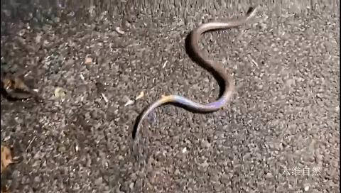 美洲有一种蛇身闪着光的蛇美洲闪鳞蛇有鲜艳颜色能让人不怕