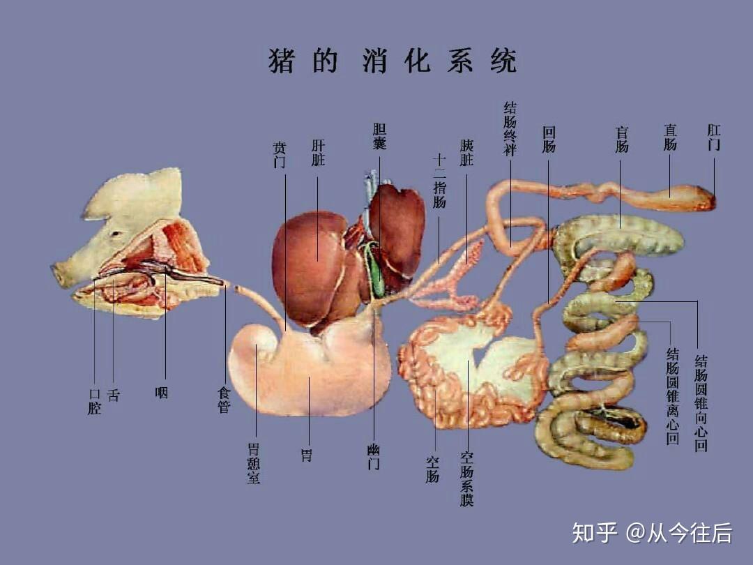 攝入的食物經過哪些消化器官排出體外