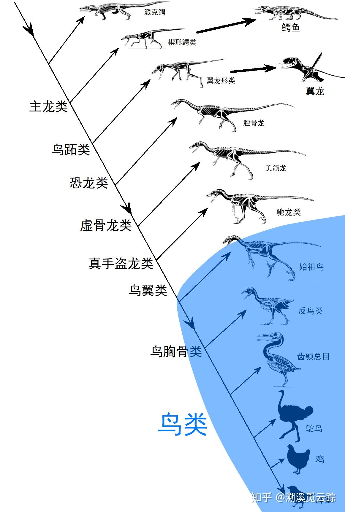 你不知道的知识之翼龙是属于鸟类吗?