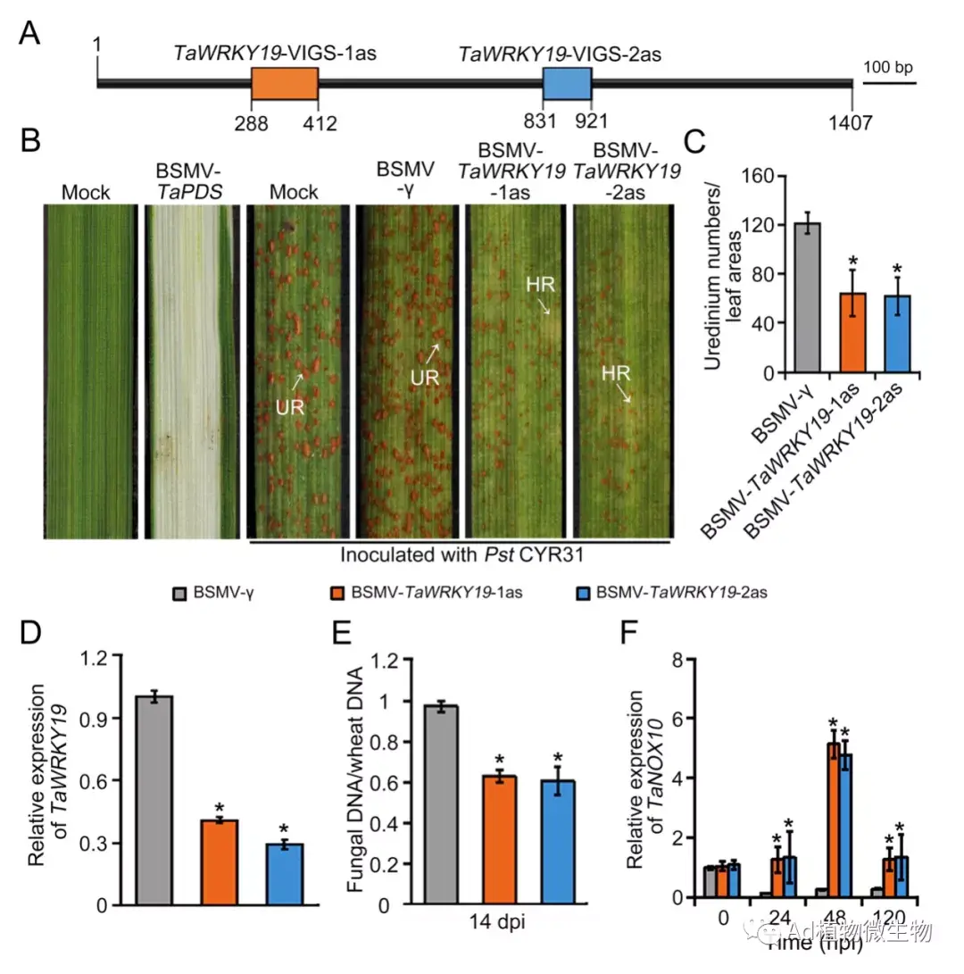 plantcell西北农林科技大学王晓杰团队揭示损害小麦条锈病菌抗性的