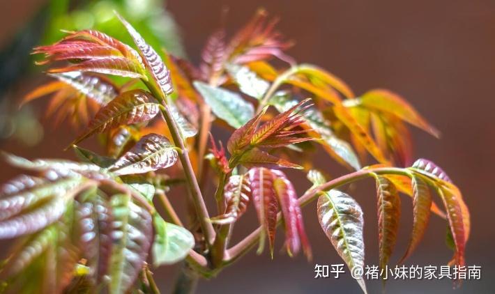 榉木、红椿木、松木、橡木,哪种适合做床?