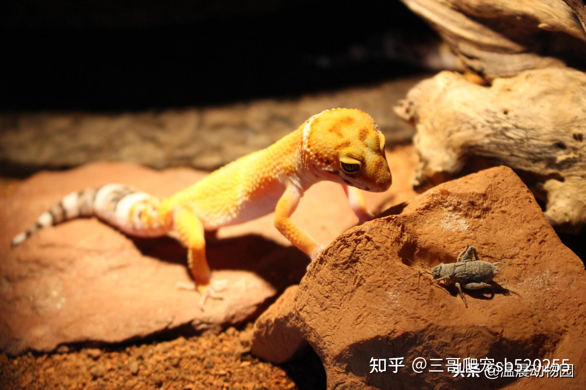 守宫好养吗？饲养之前你要先了解这些 - 知乎