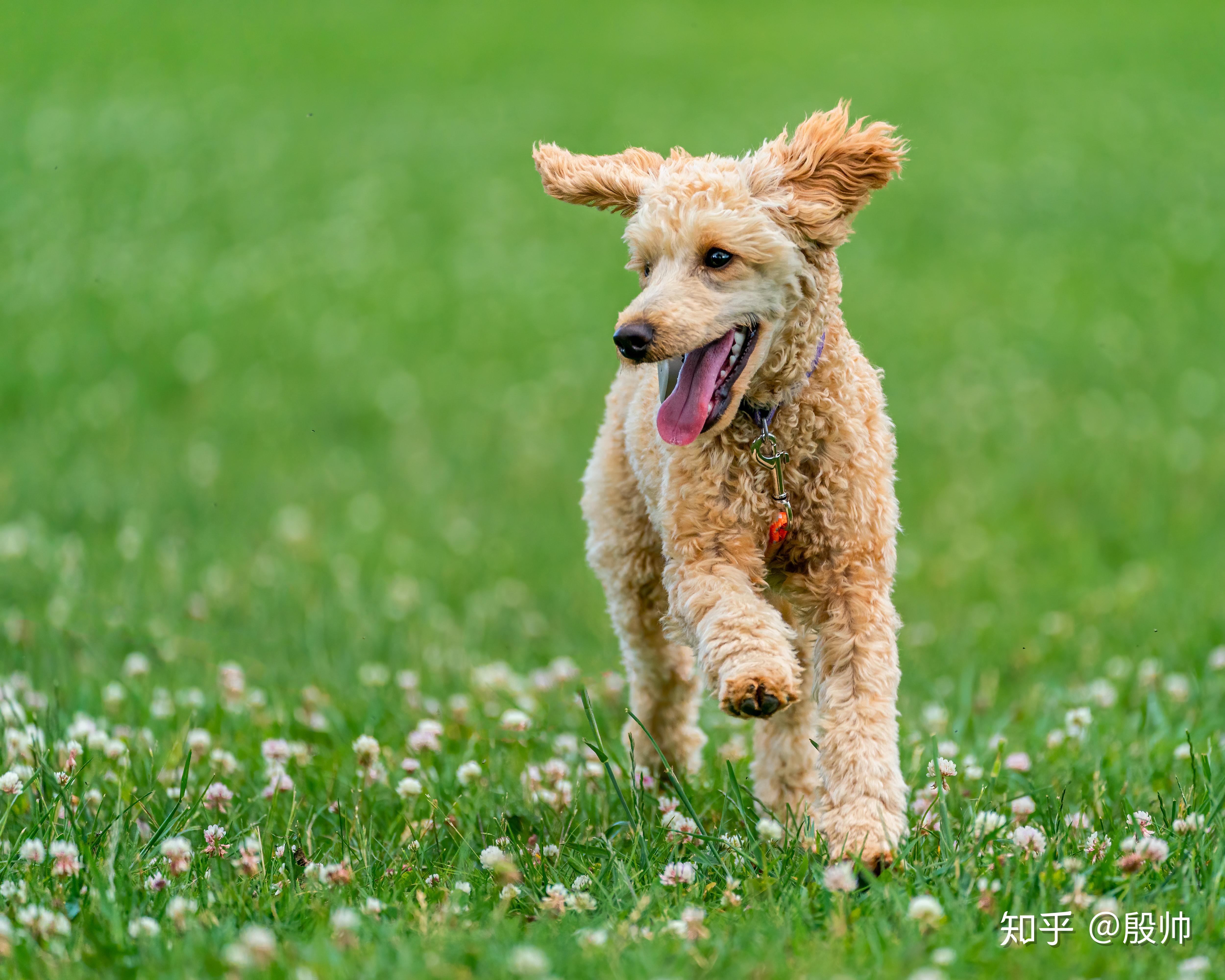 相信看这篇文章的读者平时接触的泰迪很多,泰迪作为热门犬种,体型小
