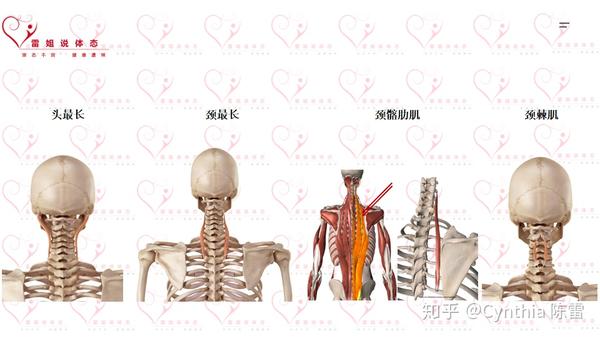 从体态的角度看解剖——颈部篇(下) - 知乎