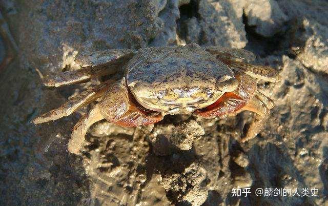 【动物界全系列】方蟹总科—相手蟹科(上):小相手蟹