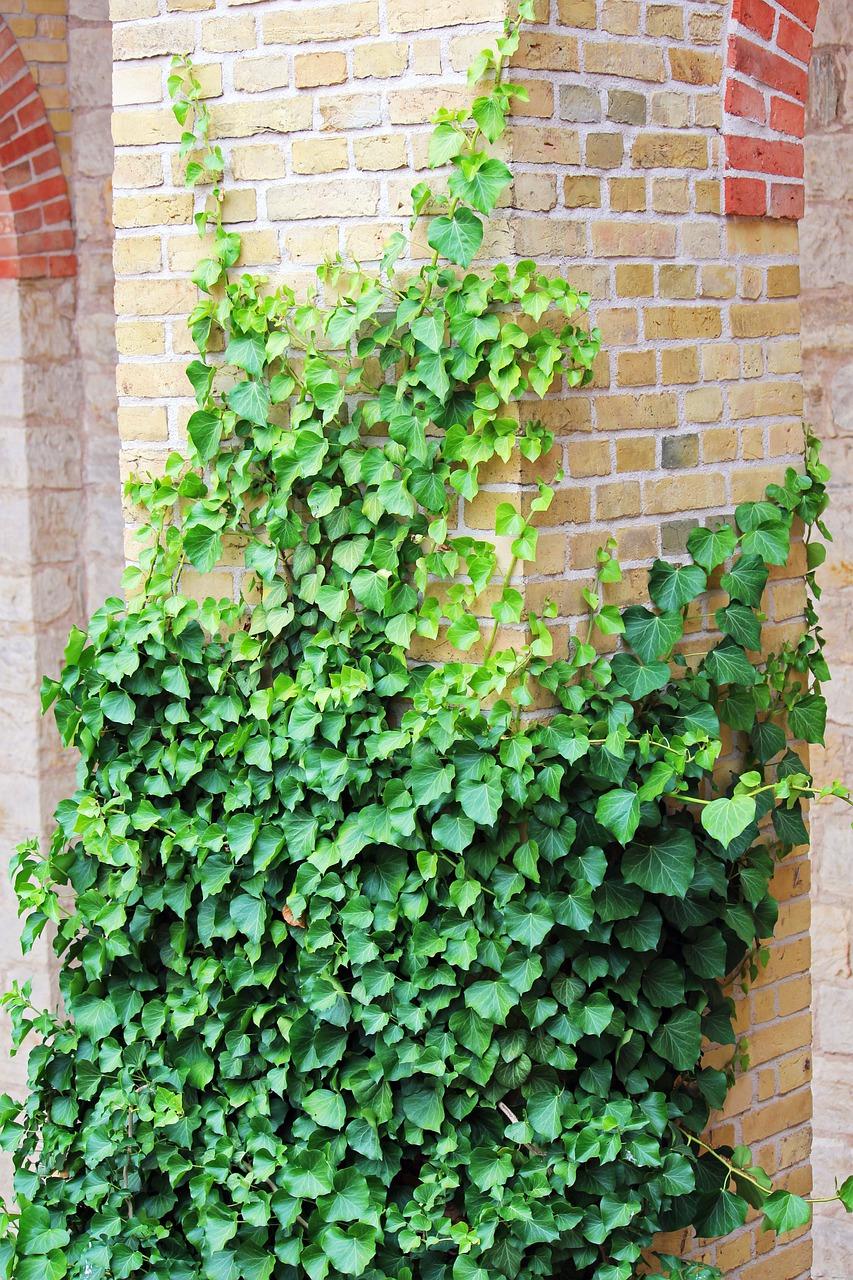 领世郡常春藤怎么样