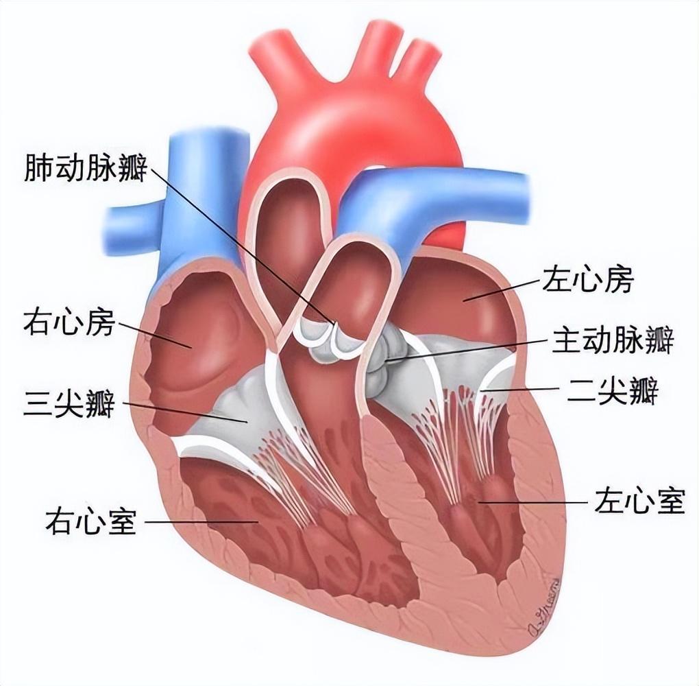 心脏二尖瓣解剖结构图片
