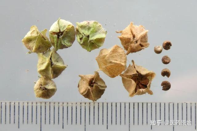 带你识别冬葵果