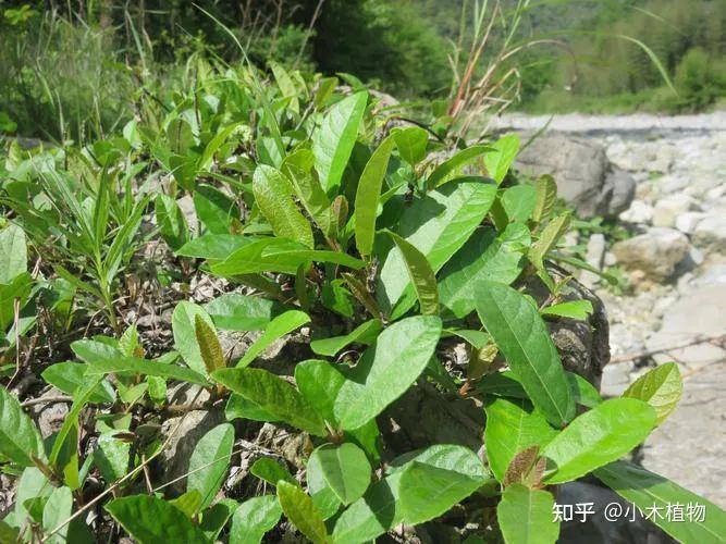 农村常见野生水果，小时候暑假经常去找来吃，被誉为“埋在地里的石榴”——地果 - 知乎