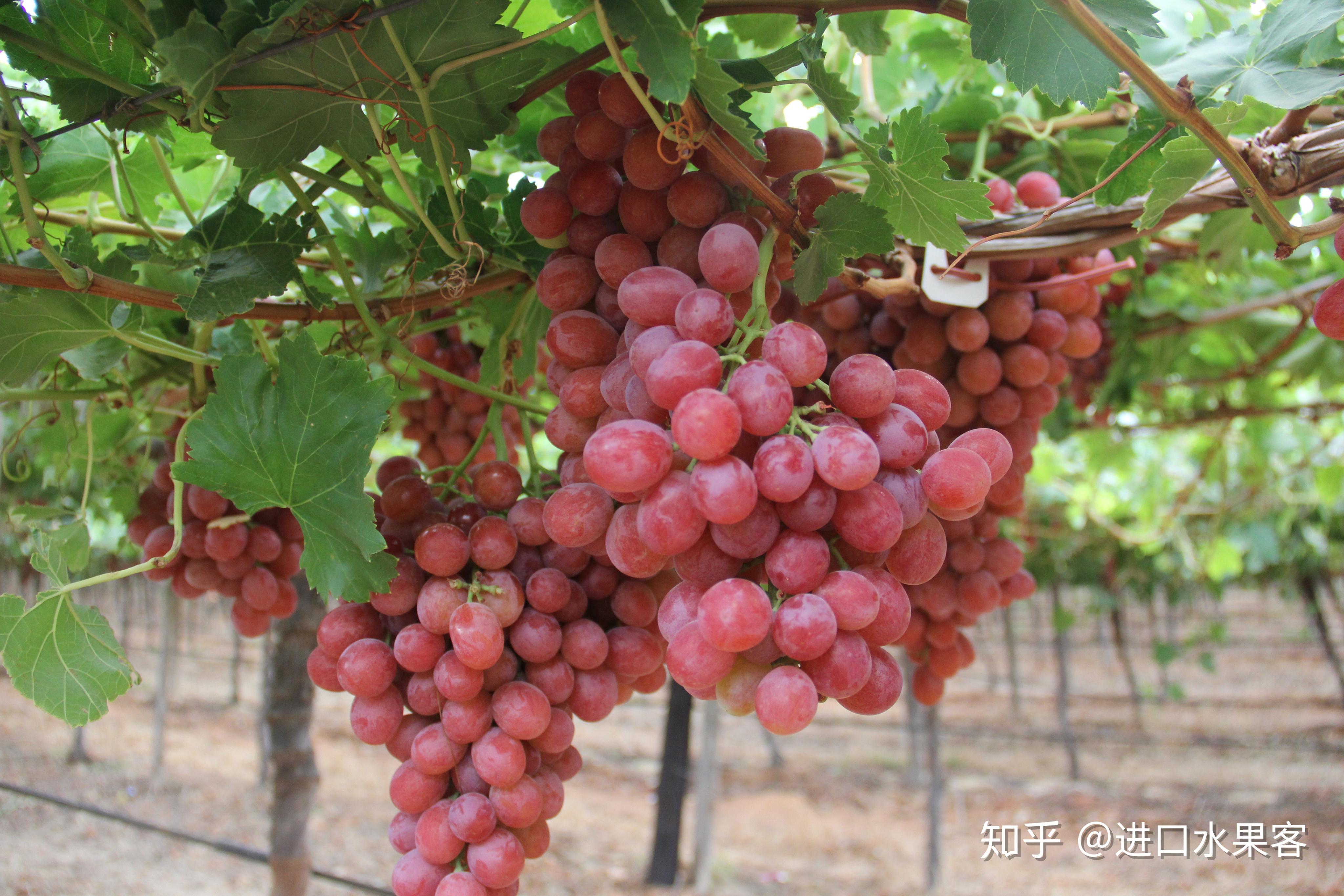 南非进口葡萄提子有哪些品种