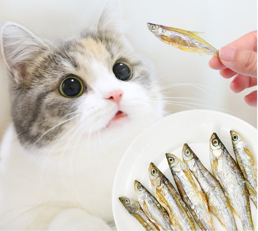 猫咪小鱼干表情包图片