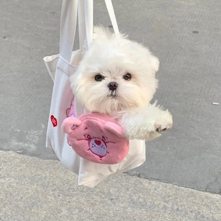 有没有那种特别可爱的狗狗的照片可以做头像那种的