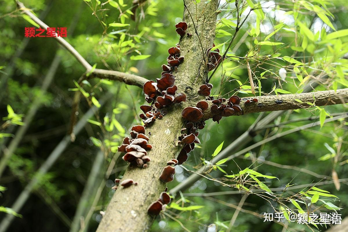 所谓木耳,就是树的耳朵,倾听万物之声.