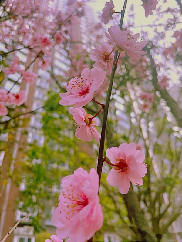 春天踏青赏花时的朋友圈文案