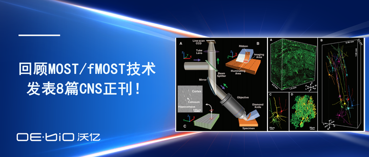 15年！回顾MOST/fMOST技术发表的8篇CNS正刊！ - 知乎