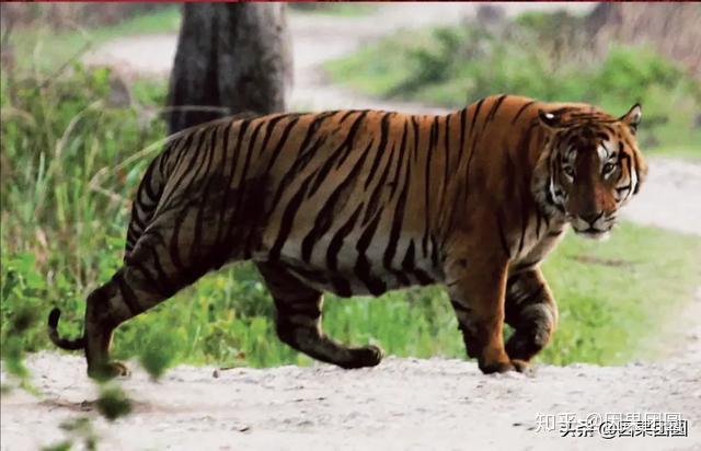 卡齐兰加系列5:传奇虎王kzt-085的故事! - 知乎