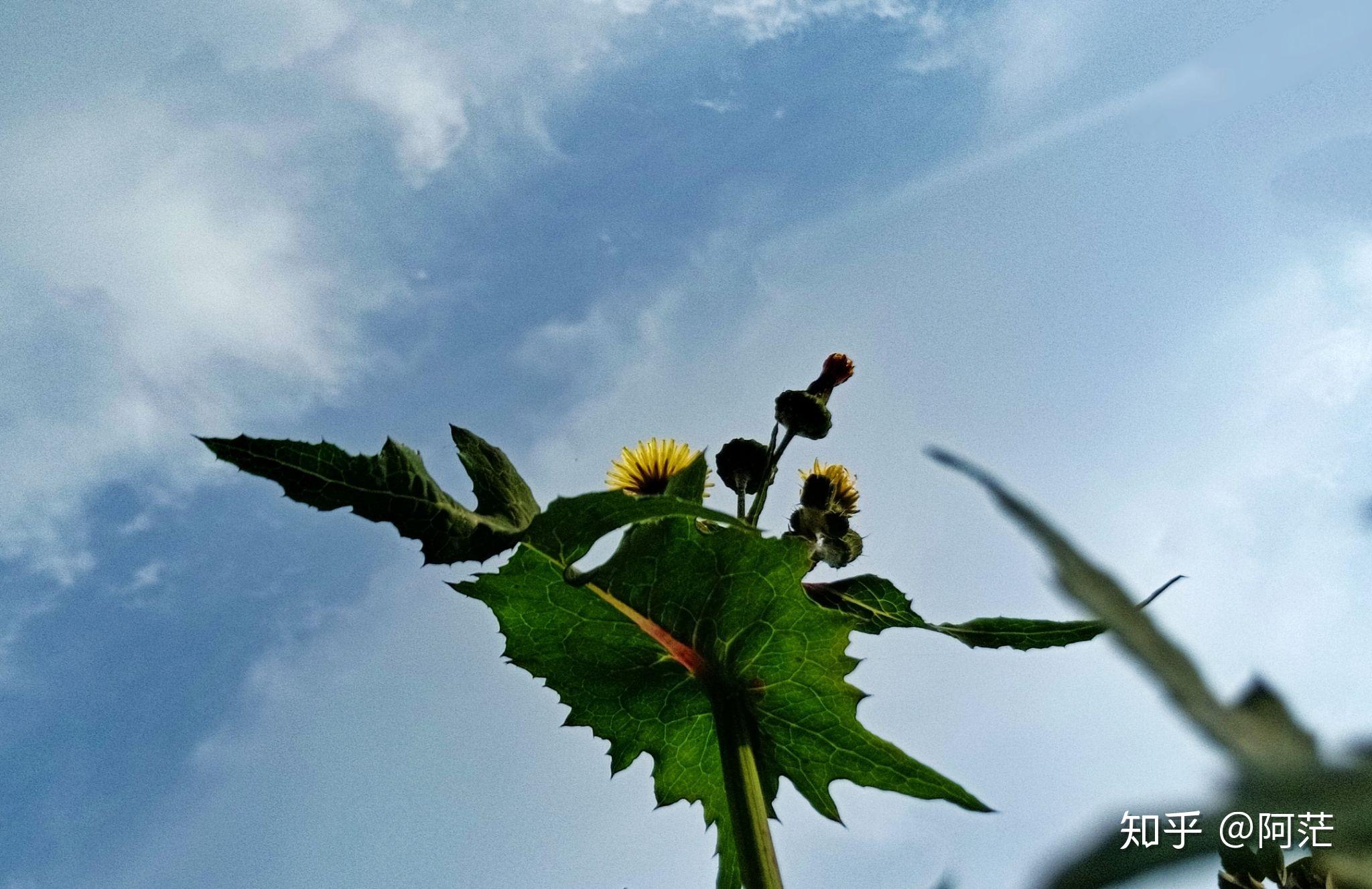 有没有…干净,清澈,明亮,简单,的手机壁纸? ?