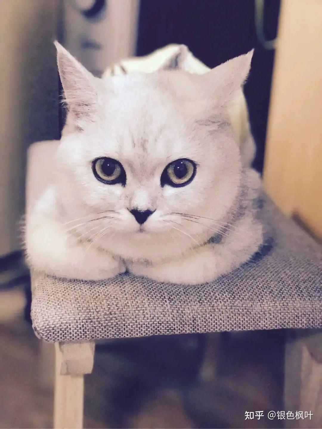 猫揣手手的行为有哪些含义？ - 知乎
