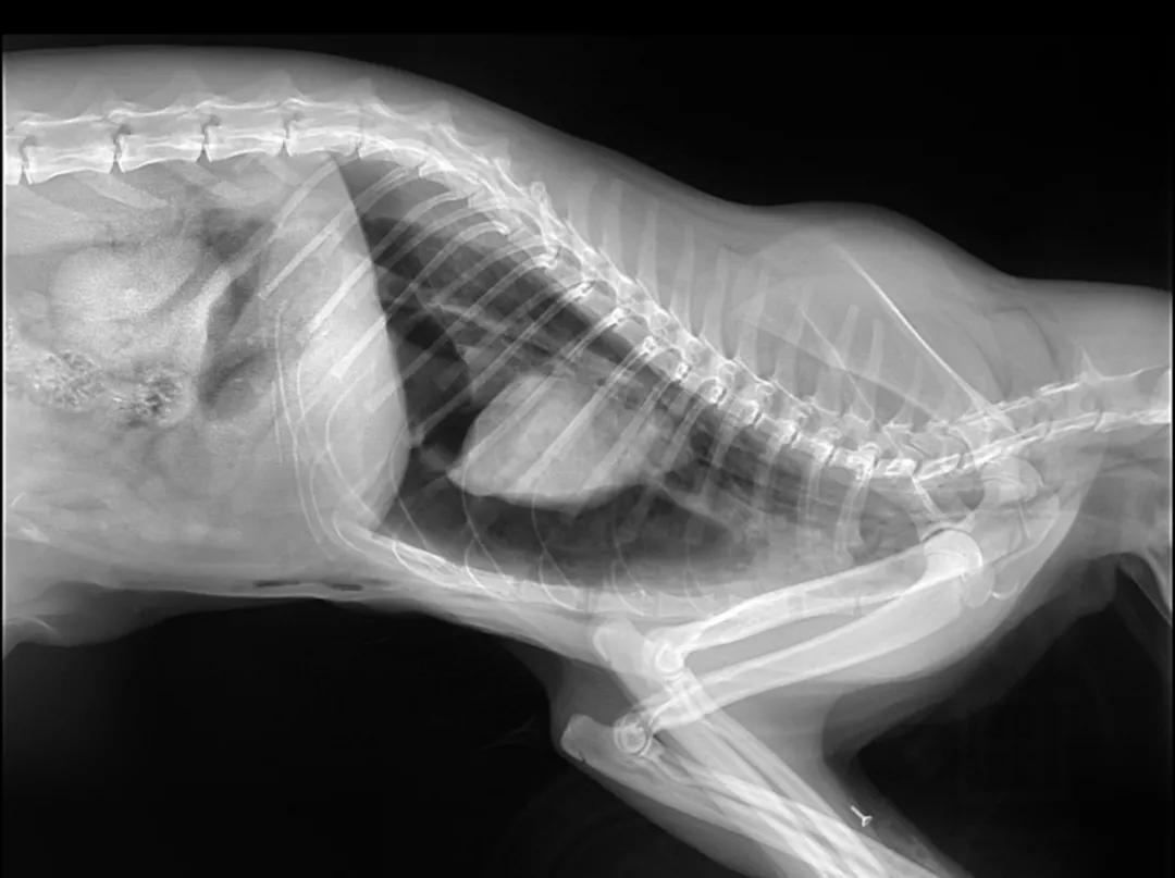 猫咪坠楼导致「气胸」,面对花花世界,还需注意防护!