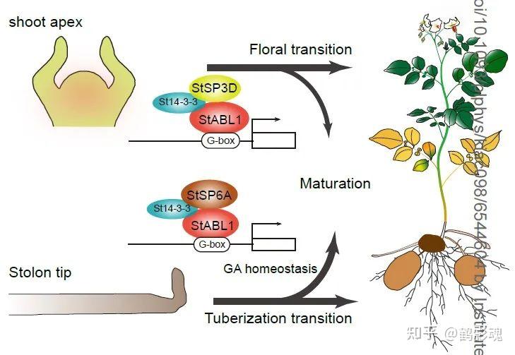华中农业大学宋波涛教授团队研究揭示stabl1与ftlike蛋白调控马铃薯