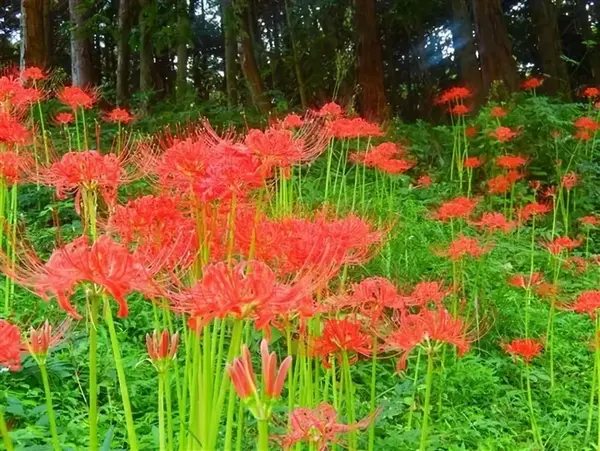 红叶季还没到 但是我有9月限定的彼岸花海 知乎