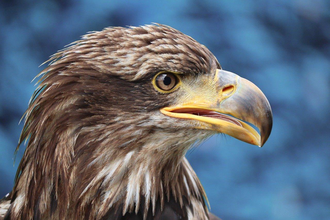 城市金鹰什么意思