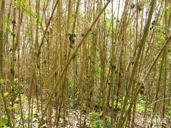 “竹子开花,马上搬家”,竹子开花真的是不祥征兆吗? - 知乎