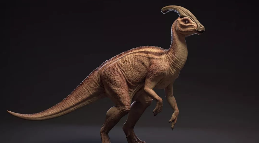 也被称为兰伯龙.是生活在距今7600万年前-7500万年前的一种食草恐龙.