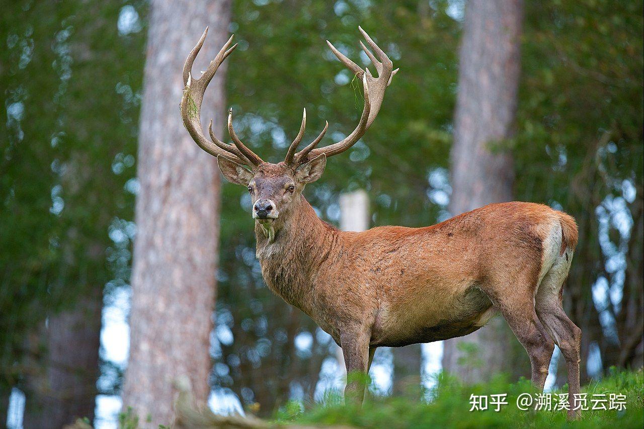 梅花鹿的英文名為什麼叫sikadeer不叫meihuadeer