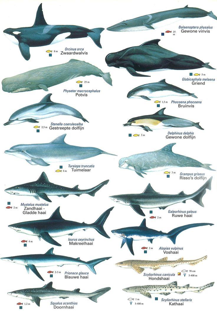 鲸鱼和鲨鱼的区别对比图片
