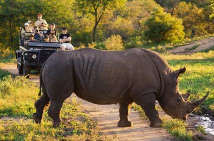南非的动物都有哪些_南非有几个动物保护区_南非动物大迁徙时间
