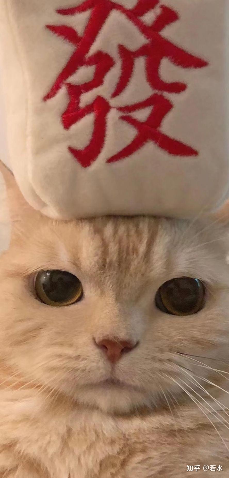有哪些好看的关于猫咪的微信聊天背景图值得分享