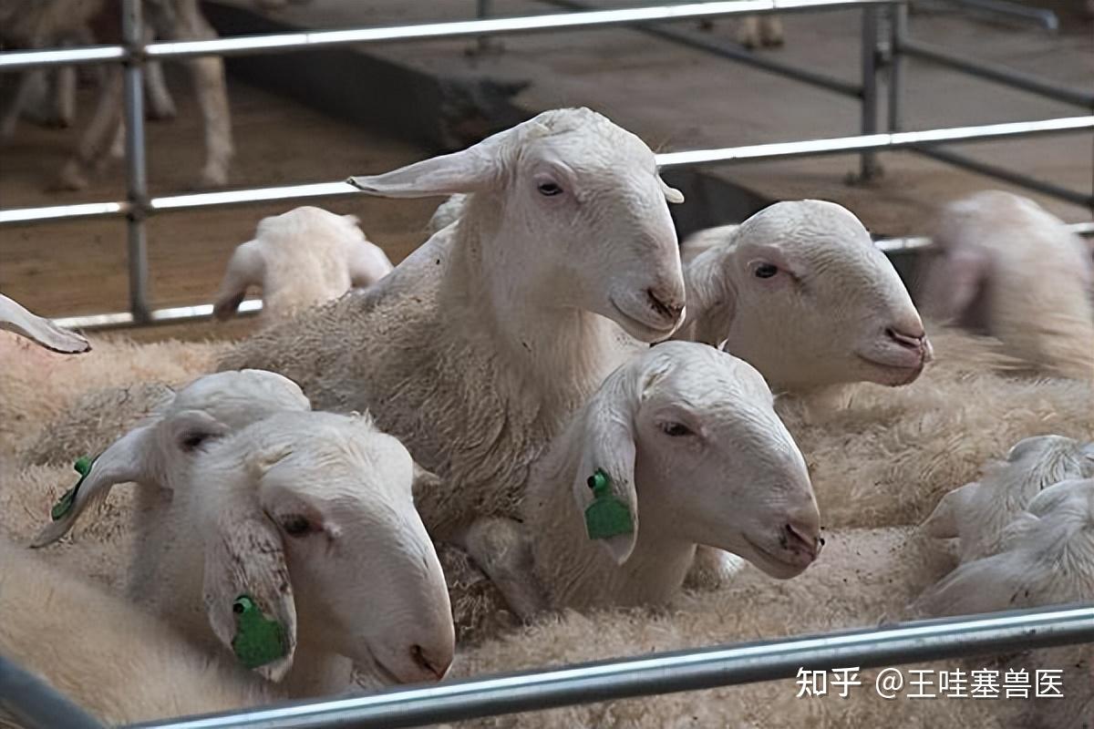 养羊学堂丨夏季如何科学饲养母羊的方法（说全了） - 知乎