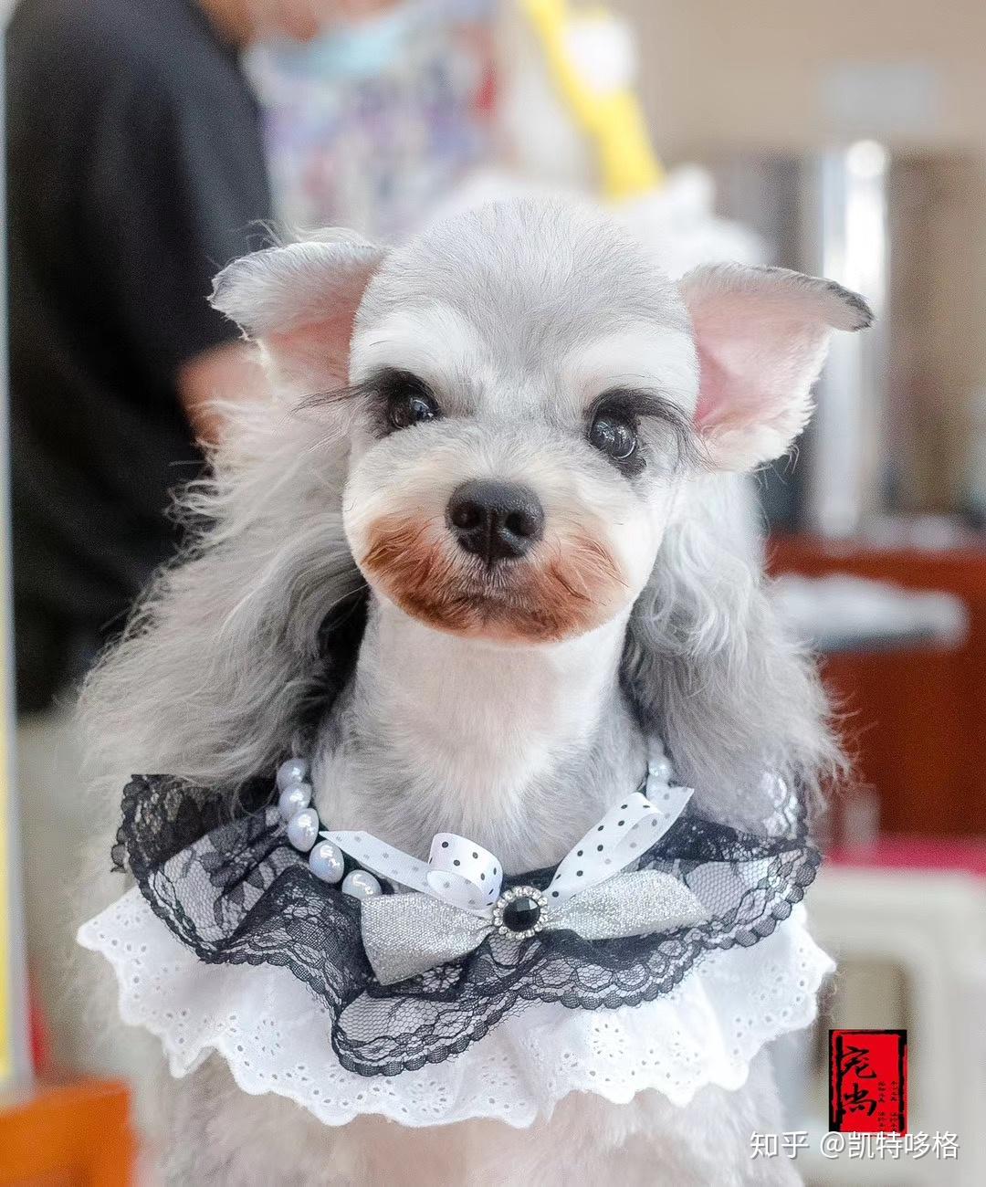 雪纳瑞萌系造型大集合