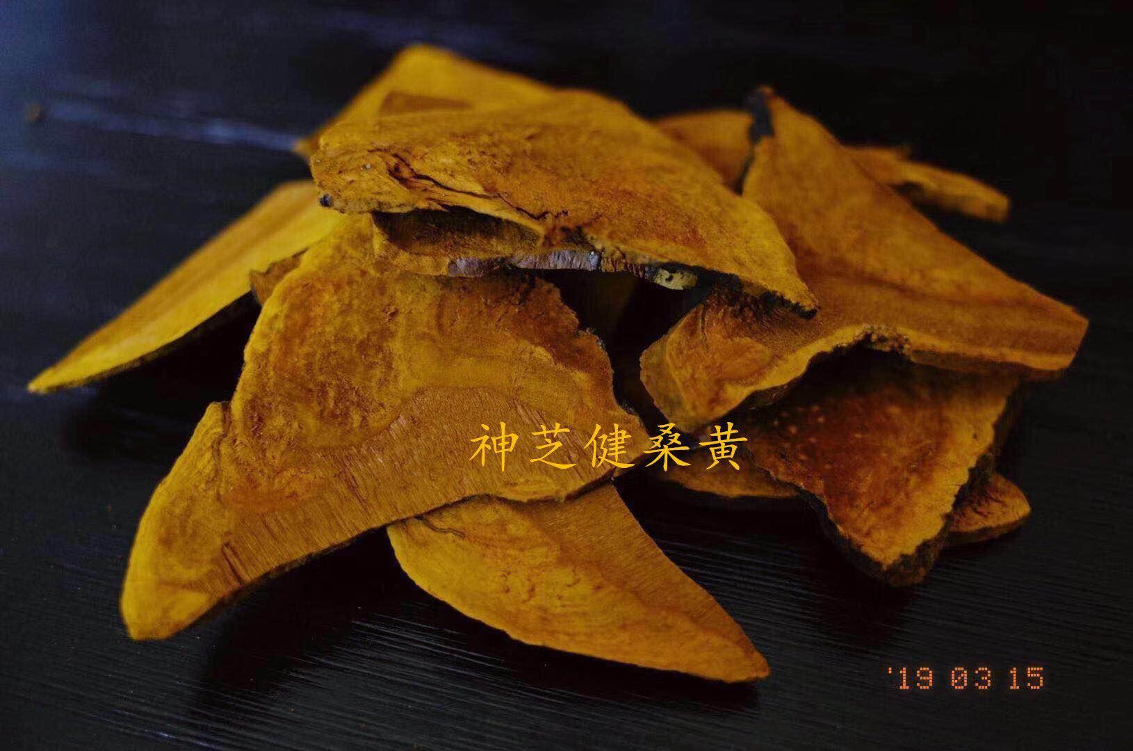 人工种植桑黄与桑黄产品开发前景 - 知乎