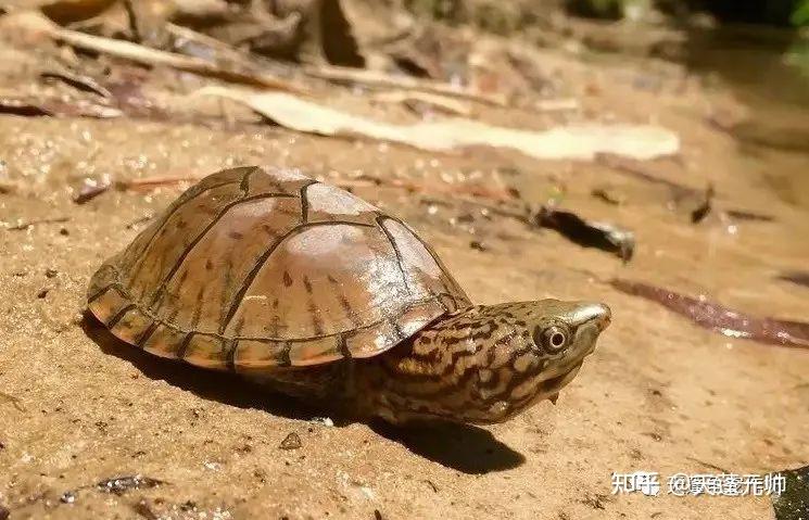 麝香龟换甲图片