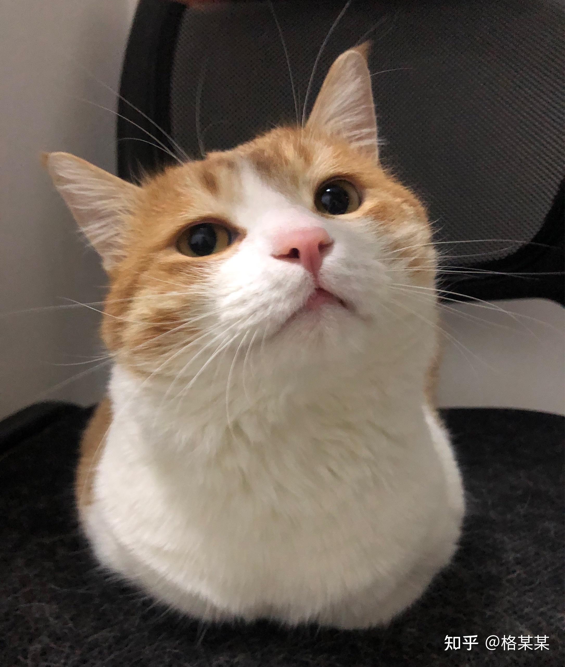 可以给我看看你们的橘猫吗?