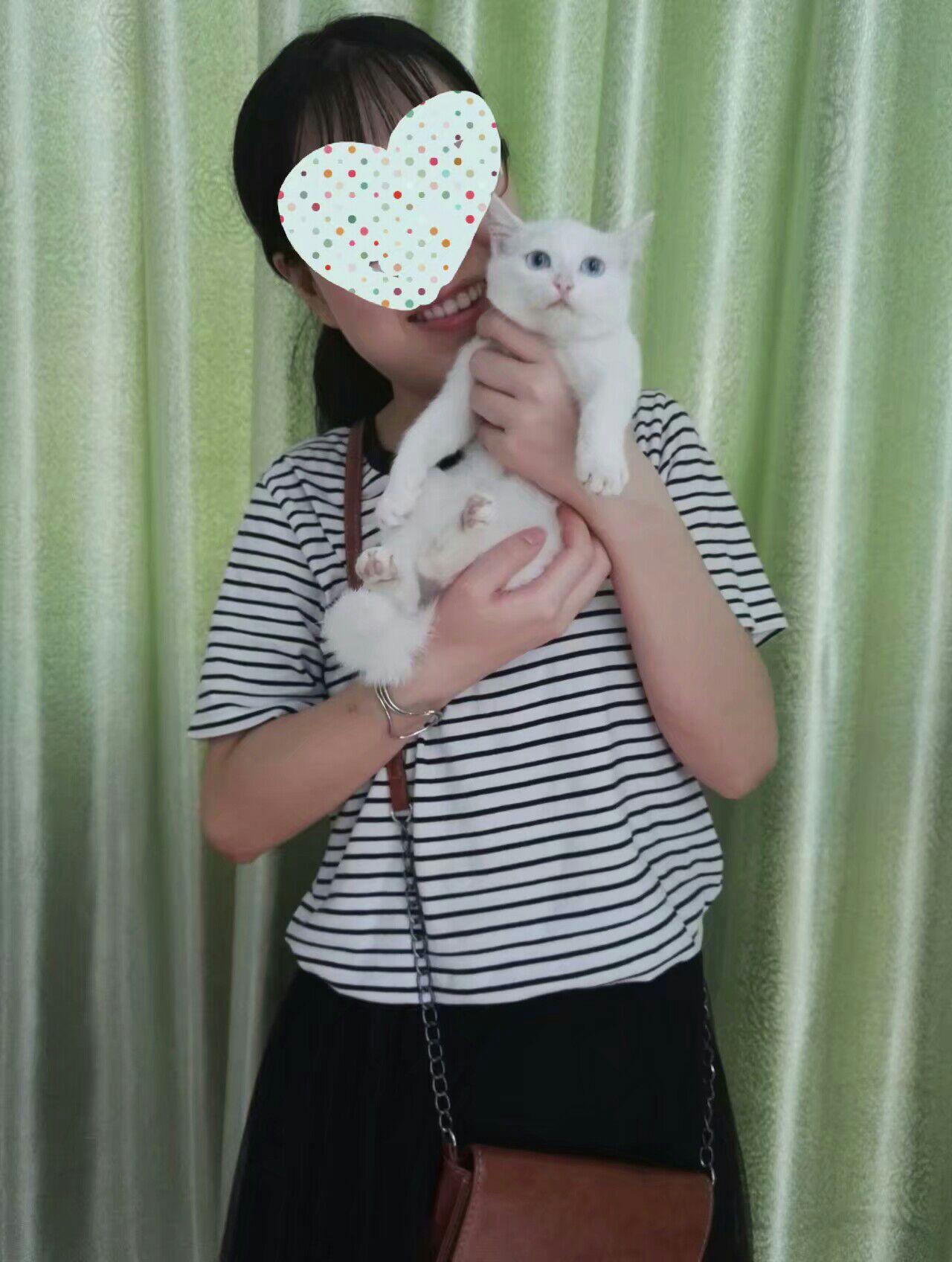 为什么奶牛猫有喵界神经病之称?