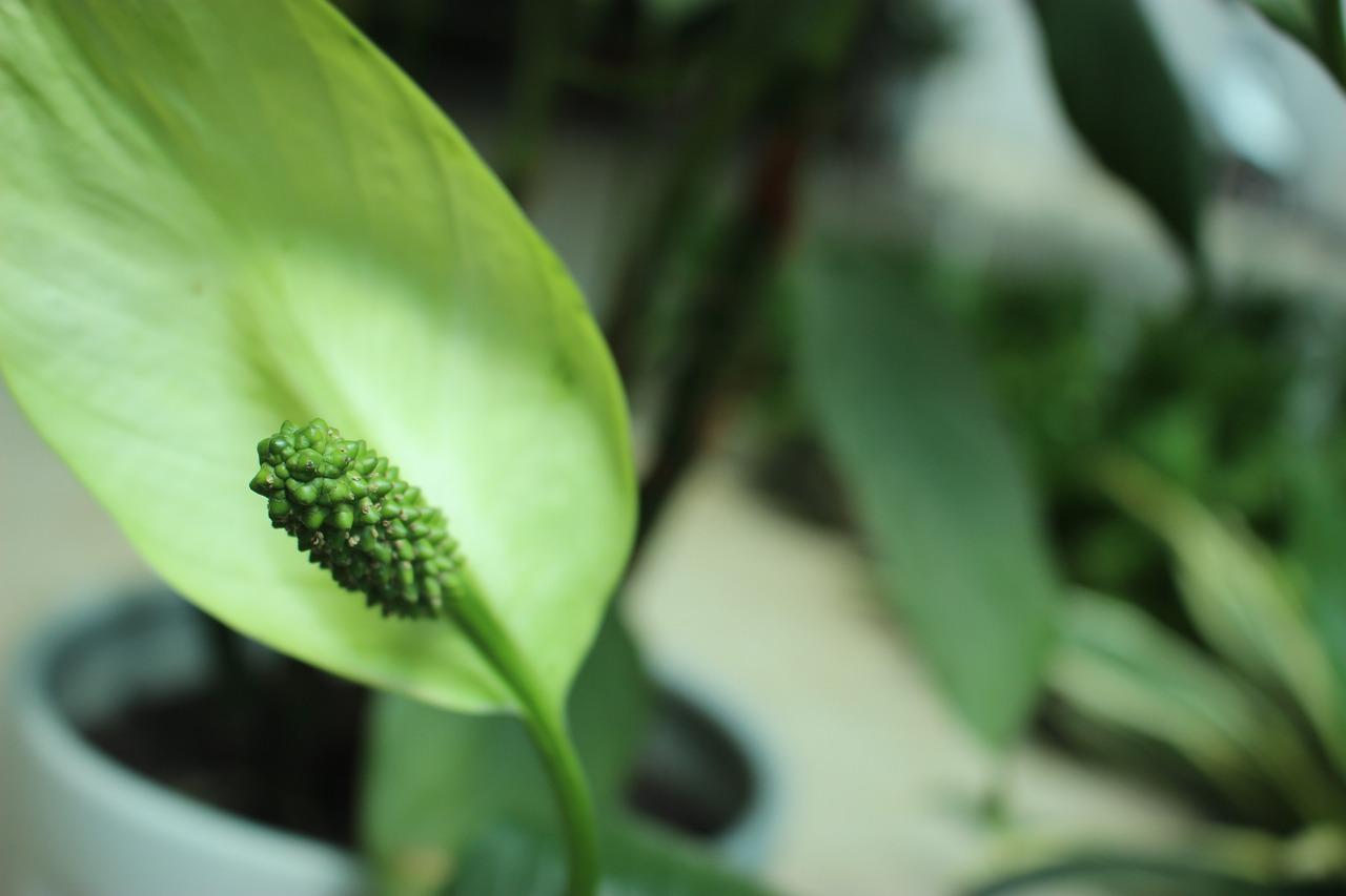 室内盆栽植物什么合适