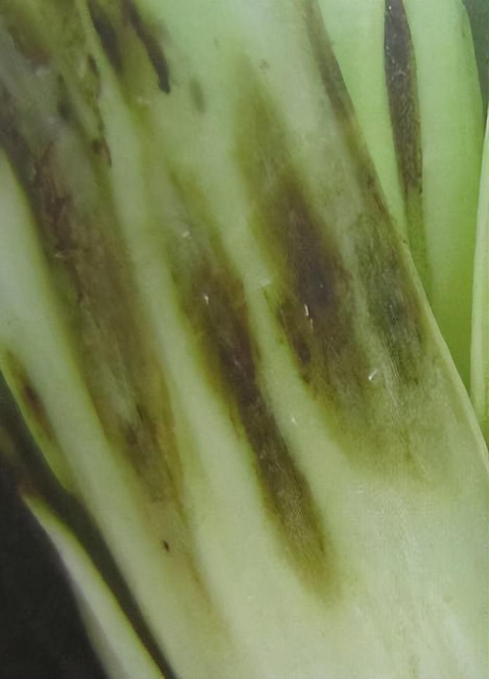 秋季大白菜长斑,干枯叶,是缺素,药害还是病虫害?怎么解决?