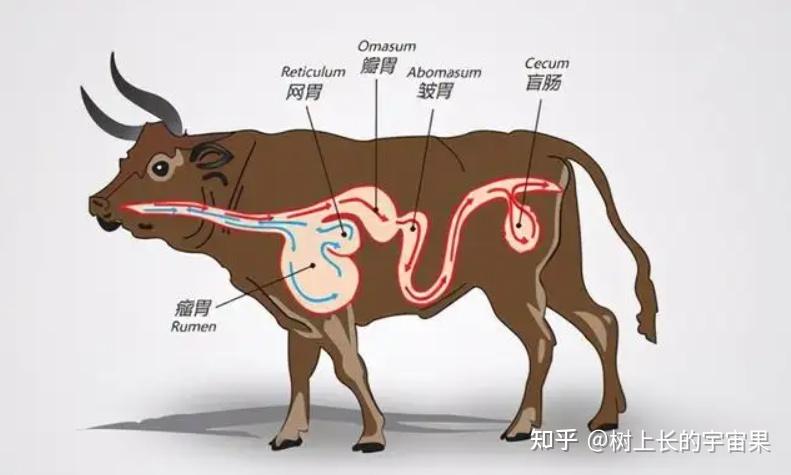 牛胀气到最严重时